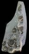 Ammonite (Promicroceras) Cluster - Somerset, England #63500-1